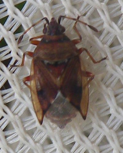 Réf. 235 557 : Kleidocerys sp.